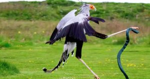 Кунг-фу птица. Мастер ударов ногами, поедающая змей. Птица секретарь