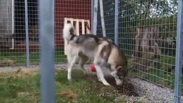 Мишка делает подкоп смотреть онлайн