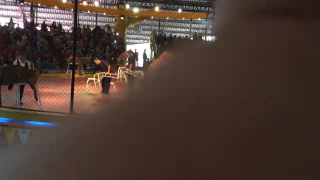 Шоу тигров. Паттайя. Тайланд смотреть онлайн