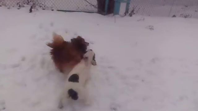 Два друга-шпиц и бульдог. смотреть онлайн