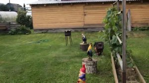 Огромные АРБУЗЫ выращиваем в Сибири