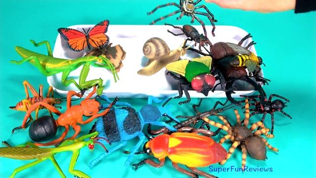 Insects Names For Kids Bugs Beetles Spiders Toy Videos For Children Learn Colors Teaching Kids смотреть онлайн