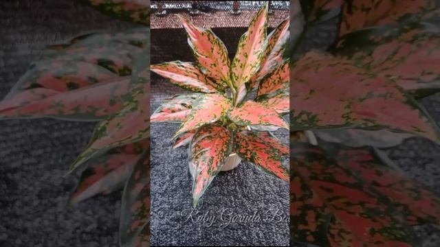 Aglonema Ruby Garuda Batik