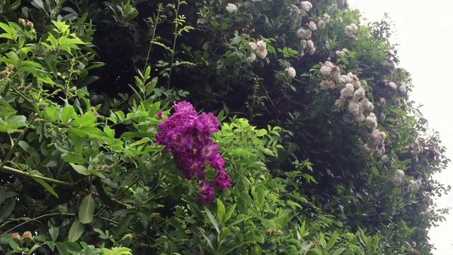 Wildwood, Surrey: taking time to smell the roses смотреть онлайн