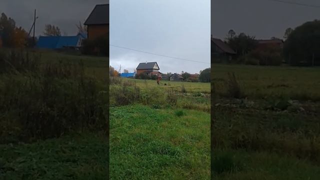 Мотосабака 380 рекс смотреть онлайн