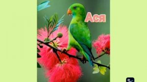 Имена для попугаев