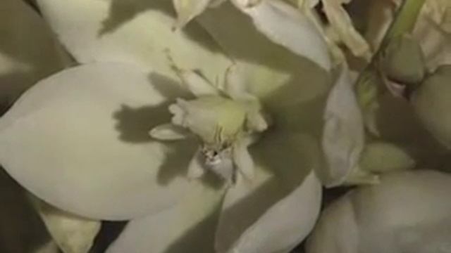 White Sands: White Wilderness