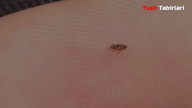 Туш табири - Тушда бит бурга тахта кана куриш