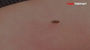 Туш табири - Тушда бит бурга тахта кана куриш