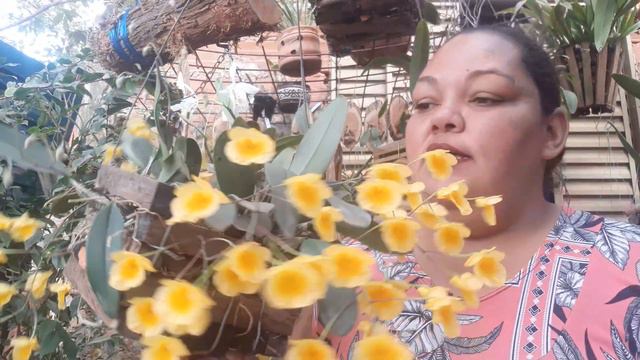 Cultivo Dendrobium agregatum.. смотреть онлайн