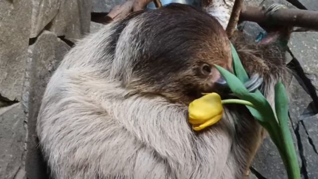 Ленивица съедает подаренный ей тюльпан смотреть онлайн