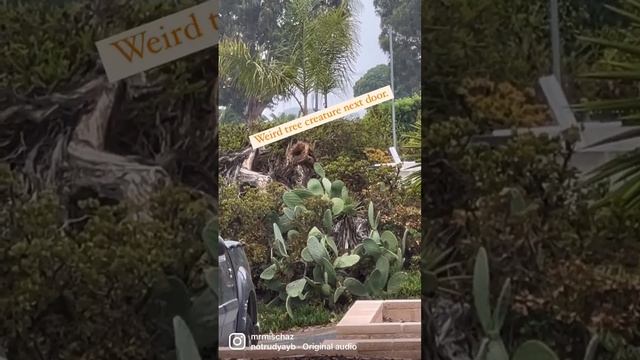 Weird tree creatures next door! смотреть онлайн
