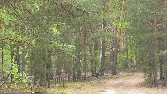 ЗВУКИ ВЕСЕННЕГО ЛЕСА смотреть онлайн