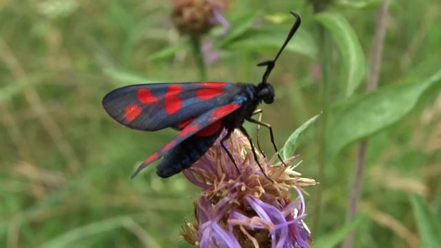 Zygaena trifolii смотреть онлайн