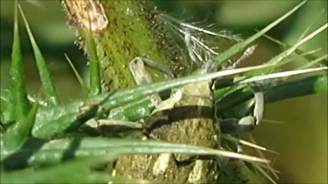 2017 14 04 Larinus onopord ЖУК СЛОНИК НА РАСТЕНИИ МОРДОВНИК ОЧЕНЬ ТРУДНО СПРАВЛЯТЬСЯ С 6 НОГАМИ смотреть онлайн