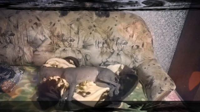 #xolo#xoloitzcuintle#ксоломир#xoloworld смотреть онлайн