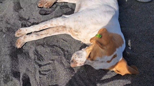 Мой 1 из дней дней в Батуми🌊🍭 #youtube #море #2024 #merrychristmas #новыйгод #батуми #грузия смотреть онлайн