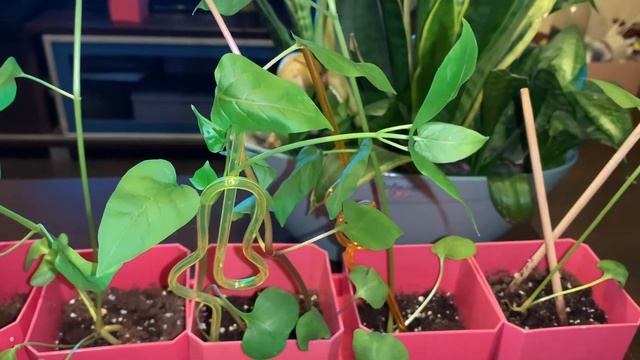 Прищипка мирабилиса для пышности???. Pinching The Mirabilis.???