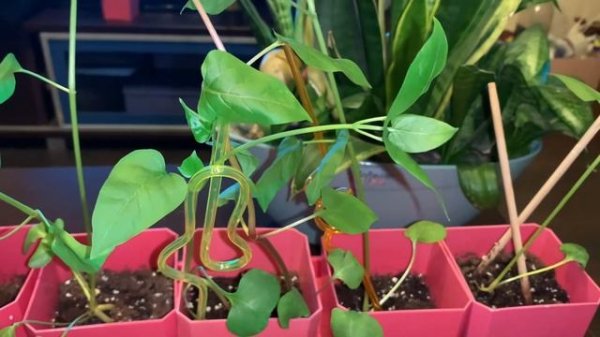 Прищипка мирабилиса для пышности???. Pinching the mirabilis.???