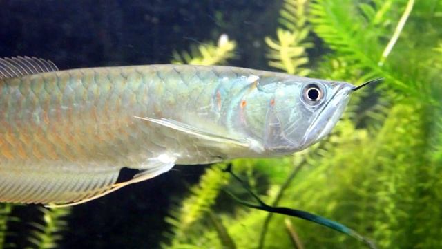 Рыба по фэн шуй - символ богатства и процветания смотреть онлайн