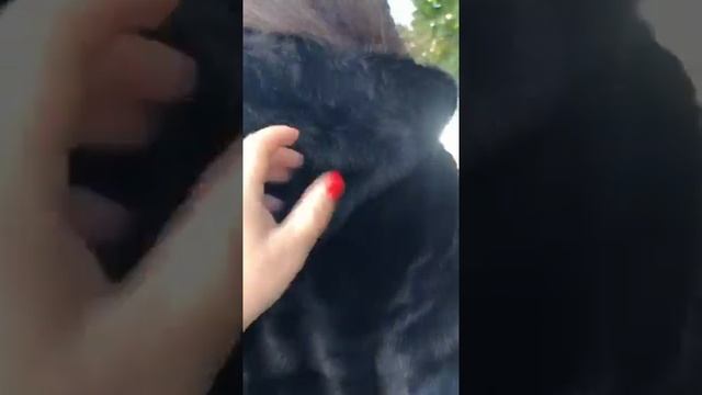 ✅ Норковые шубы дешево по Оптовым ценам ниже средне рыночных #4 смотреть онлайн