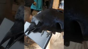 Знакомьтесь актер кино-зоостудии Ковчег говорящий ворон Карлуша.