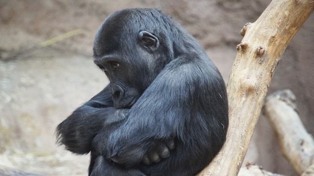 "Питомцы зоопарка" Вера Чаплина, буктрейлер смотреть онлайн