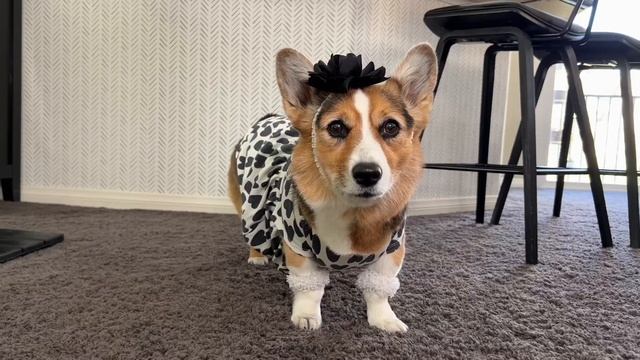 Are You Smarter at Math than a Corgi?! смотреть онлайн