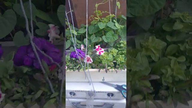 Ипомея на балконе ч. 2 смотреть онлайн