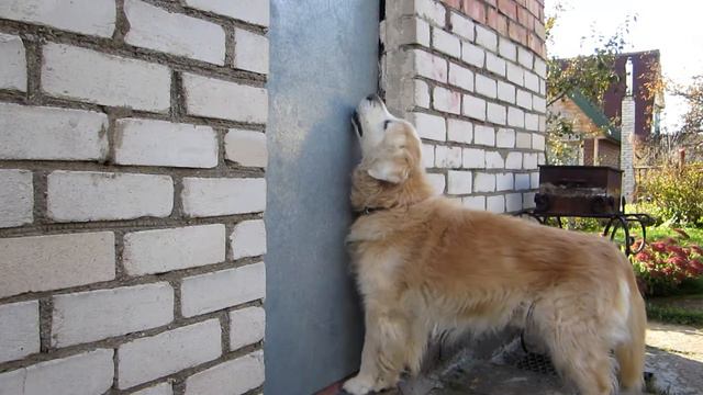 Фред открывает дверь на даче смотреть онлайн