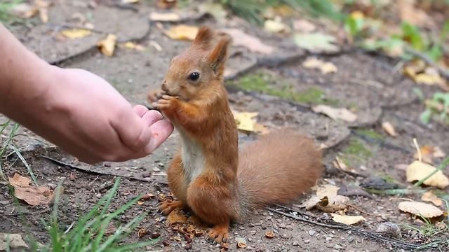 Белка ест кедровые орешки. The squirrel eats pine nuts. смотреть онлайн