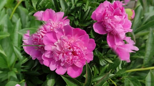 Citu walk. Look how beautiful the peonies are blooming! Garden flowers Peonies and Irises! смотреть онлайн