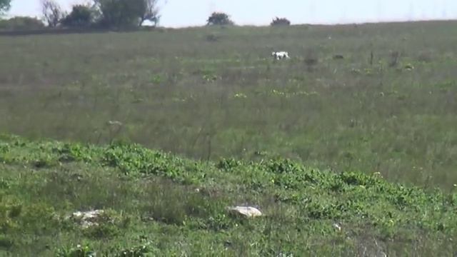 852 Английский Сеттер Багира-Астра смотреть онлайн