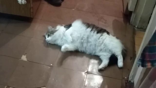 КОТ МАКС помогает мыть пол, вытирает))) смотреть онлайн