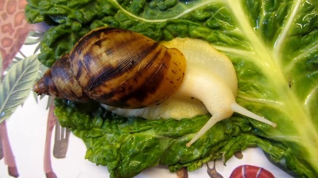 How To Treat To Feed Snails. Чем лечить и что ест улитка.