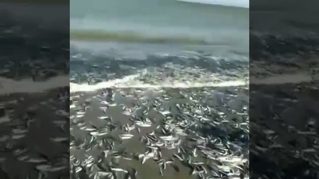 Вот это рыбалка ).mp4 смотреть онлайн