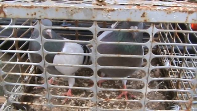 Ярмарка голубей г.Кореновск 11.06.2023г. 2часть смотреть онлайн