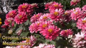 Восторг от профи бархатцев и цинний
