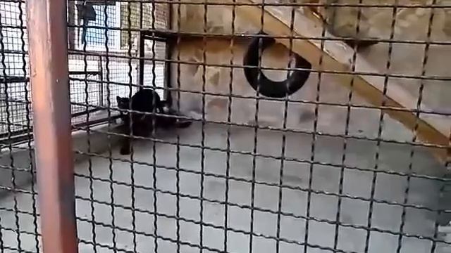 Зоопарк в Меденичах ЛИМПОПО.Черный ягуар. Лето, 2021. смотреть онлайн