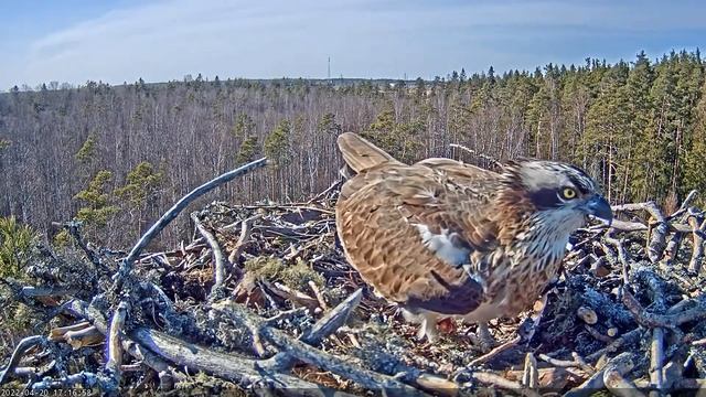 Скопа Марко и Минина. Первое яйцо (Эстония) - Osprey Marko and Minina. The first egg (Estonia) смотреть онлайн