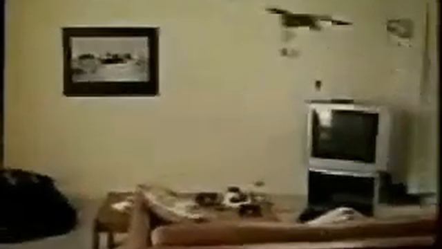 Летающий кот на люстре