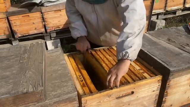 Сокращение гнёзд. Подготовка к зимовке на сетчатом дне смотреть онлайн