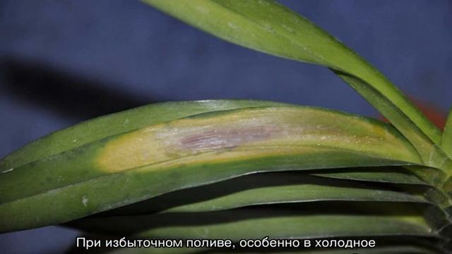 Болезни орхидей — из-за чего появляются смотреть онлайн