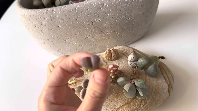 Литопсы/ Lithops. Обзор новинок. Знакомство с Трюфелем. 21.02.2023
