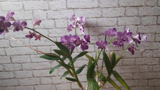 Дендрафаленопсис. Цветение на старых бульбах. Выдает по два цветоноса. смотреть онлайн