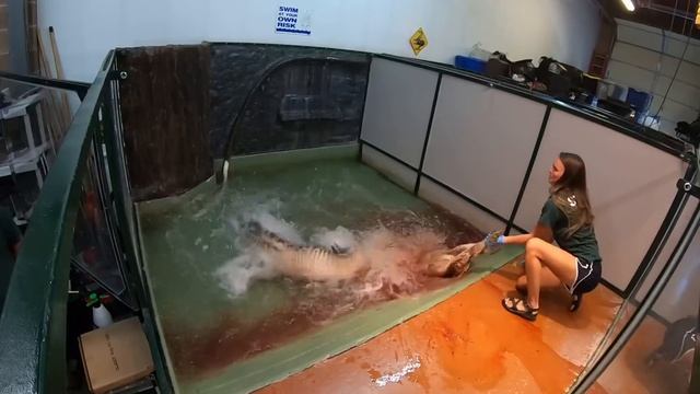 Alligator Deathroll смотреть онлайн