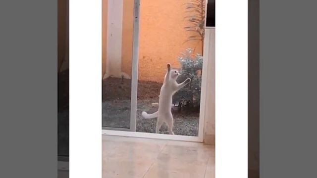 Забавные животные/ до слёз/ смешные животные 2020/ лучшие приколы #3 смотреть онлайн