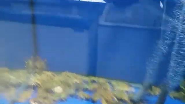 рыбный магазин пеликан смотреть онлайн
