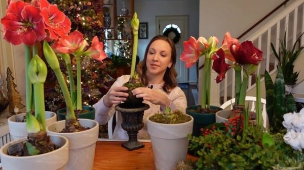 My Passion for Amaryllis // Planting, Care, Reblooming and Creative Ideas for Amaryllis Bulbs
