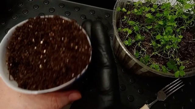 Как вырастить сельдерей корневой|Как пикировать рассаду сельдерея|Клубни сельдерея урожая 2020 года смотреть онлайн